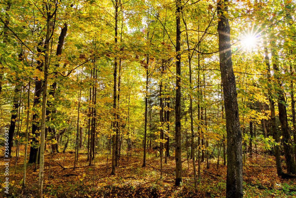 Fototapeta premium Sunlight through Autumn Leaves, New York