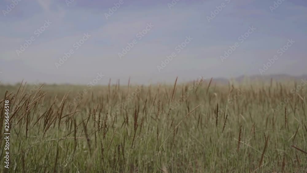 slow motion,The wind blows grass.
slow motion,The wind blows grass.
