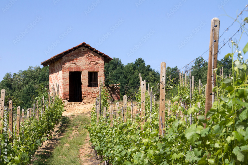 Fototapeta premium Panorami delle Langhe