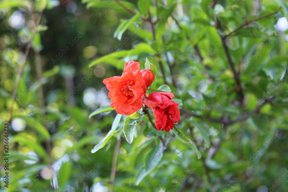 red flower in the garden red flower in the garden
