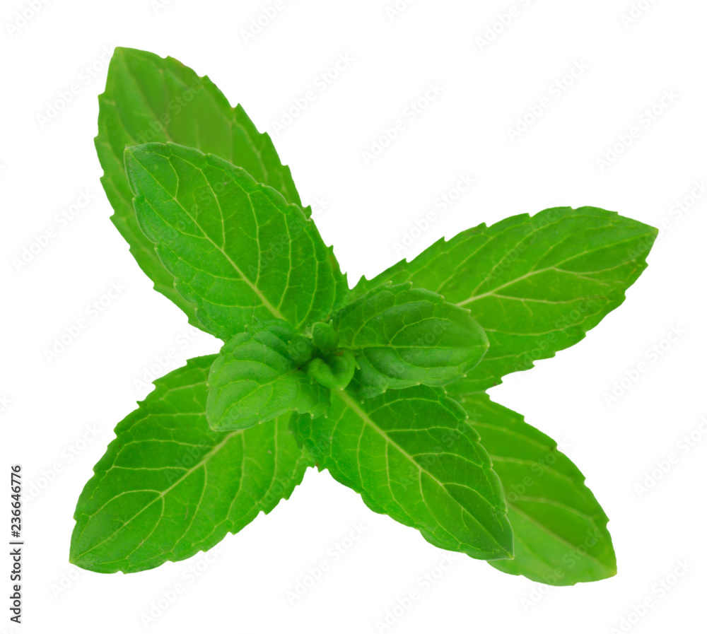 fresh mint leaves isolated on white background fresh mint leaves isolated on white background