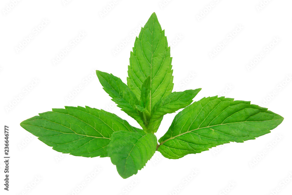 fresh mint leaves isolated on white background fresh mint leaves isolated on white background