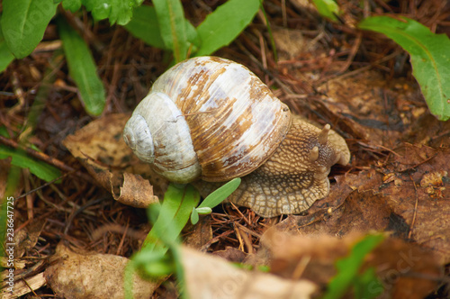 Roman snail crawling on the forest floor in the spring forest park.
