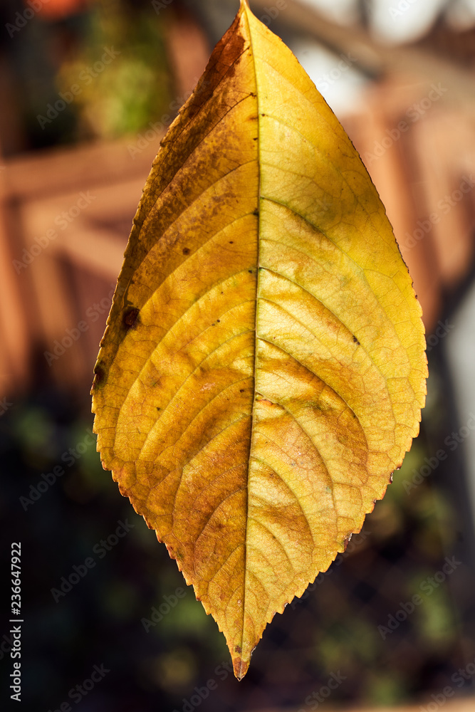 Close-up of a fruit tree leaf in autumn in Poland.