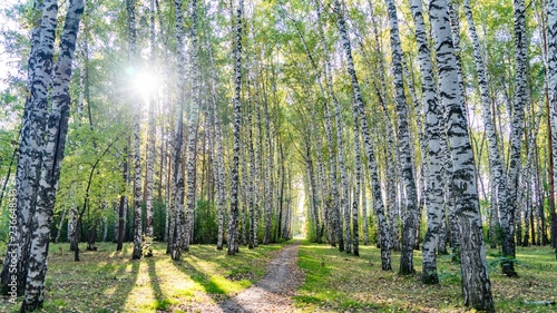 Widok z dołu ze ścieżki na koronach brzóz w słońcu w lesie jesienią, Tomsk, Syberia.
