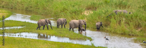 Herd of elephants crossing the river in the swamps  South Africa  