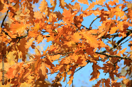 Brown oak leaves in autumn in Sunny weather against a blue sky © elena