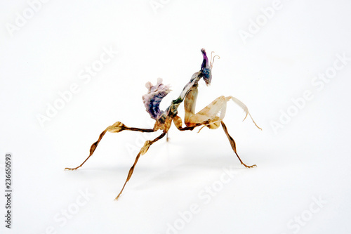 junge Teufelsblume / Nymphe (Idolomantis diabolica) - devil's flower mantis photo