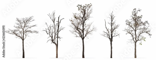 Set of winter trees leaves less isolated on white background