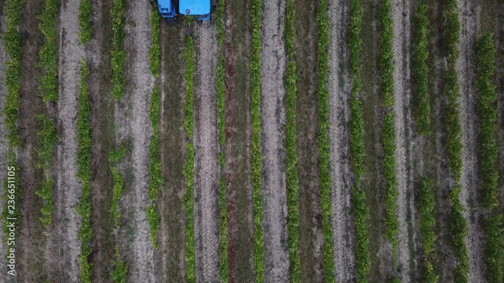 France, Gironde, Capian - 14092018 : Aerial view of harvesting machine working in vineyard,