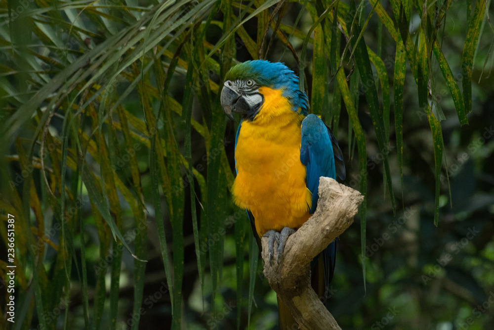 ARARA CANINDÉ - ARA ARARAUNA - BLUE AND GOLD MACAW