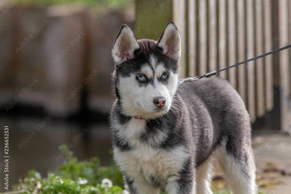 chien chien