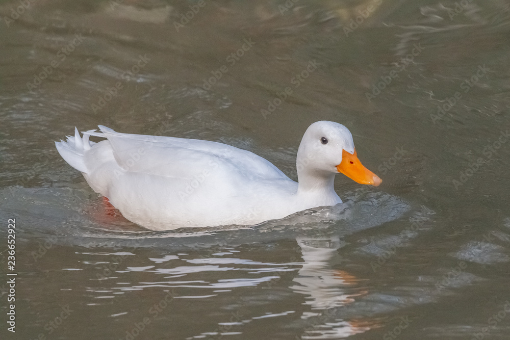 canard canard