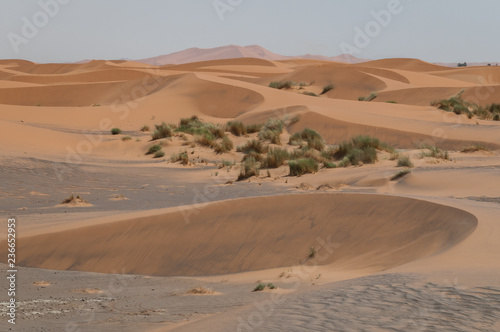 Plants grow in sheltered spots between the sand dunes forming at the edge of the Sahara Desert in Morocco