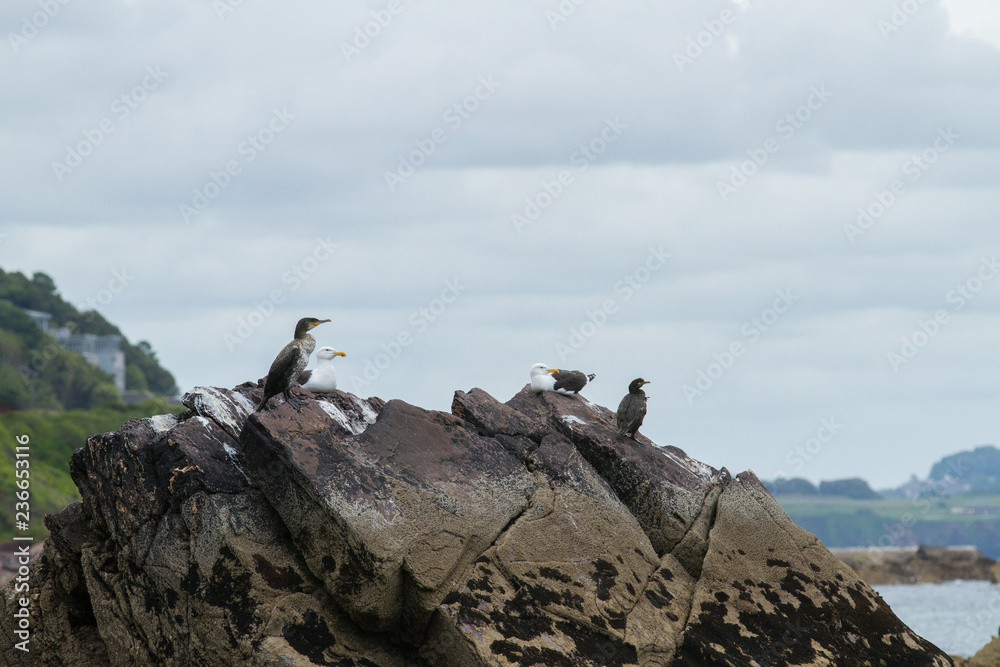 Birds on sea rock