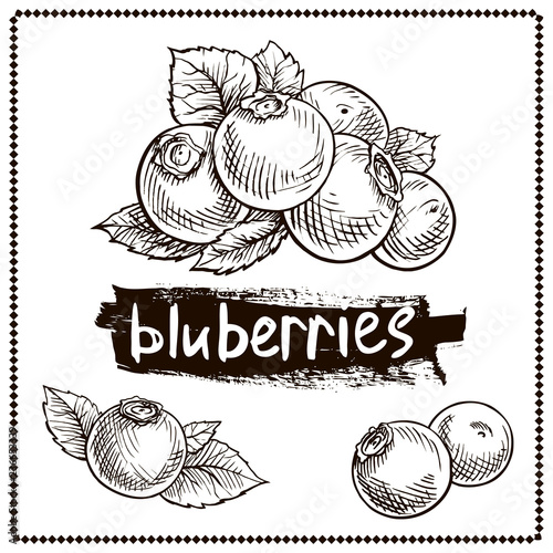 blueberry hand drawn set