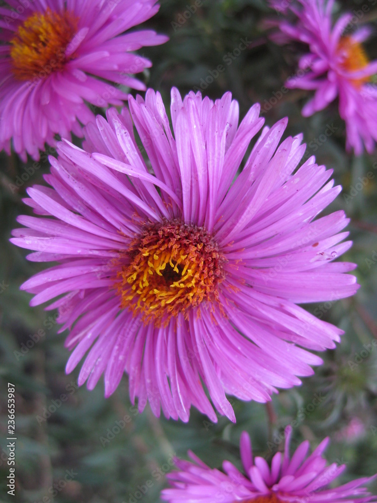 Obraz premium The new English or American perennial Aster is purple. Thin and delicate petals are collected in an elegant basket with a creamy middle. these flowers bloom in autumn.