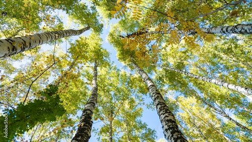 Bottom view of birch trees in autumn forest, Tomsk, Siberia.