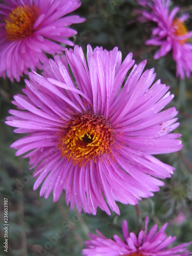 The new English or American perennial Aster is purple. Thin and delicate petals are collected in an elegant basket with a creamy middle. these flowers bloom in autumn.