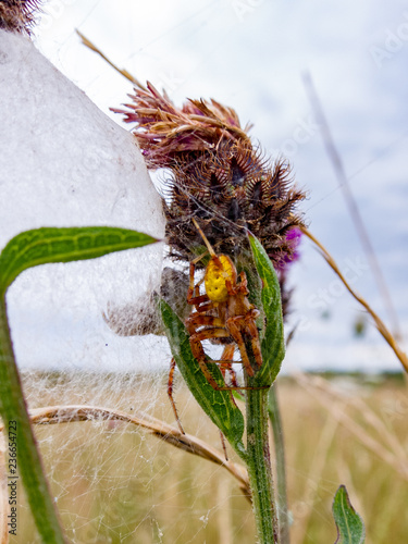 Four Spotted Orb Weaver Spider and her friend in round the corner, sat on a thistle in a British Meadow
