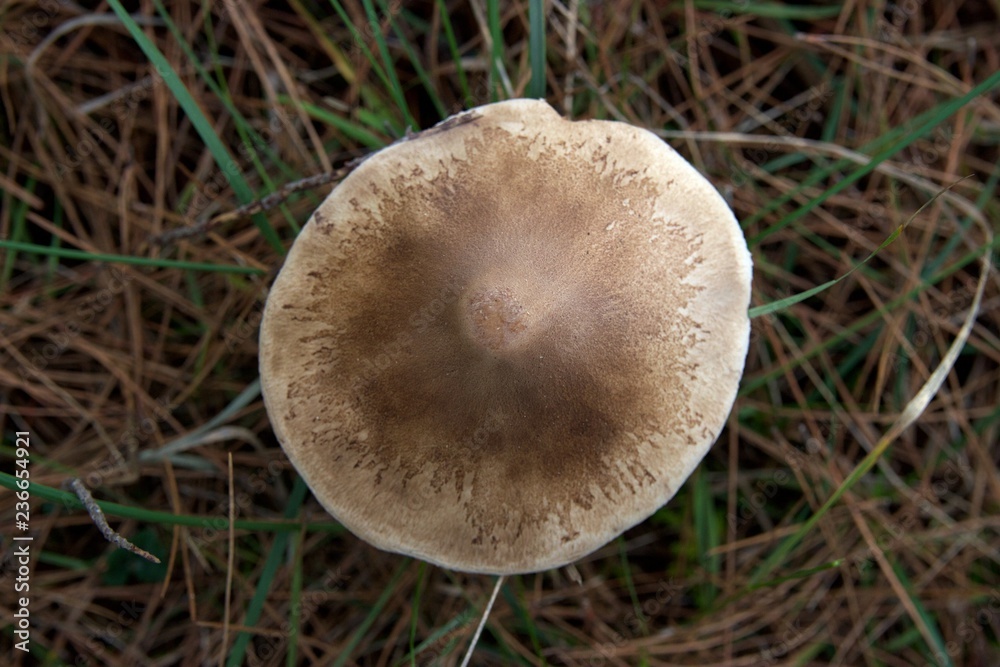 Closeup of brown beige mushroom cap from above into blurred green weeds plants and pine tree needles in a forest at winter Closeup of brown beige mushroom cap from above into blurred green weeds plants and pine tree needles in a forest at winter