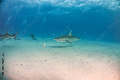 Tiger shark at Tigerbeach, Bahamas