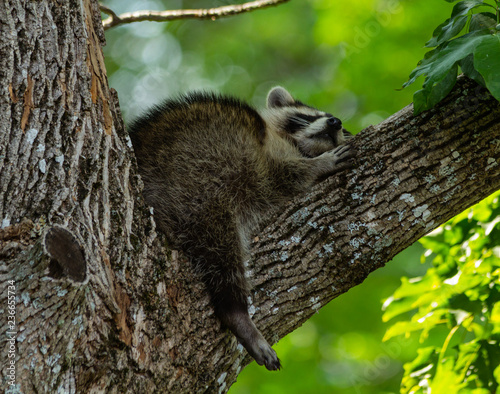 Portrait of a baby raccoon sleeping in the branch of a big old tree.