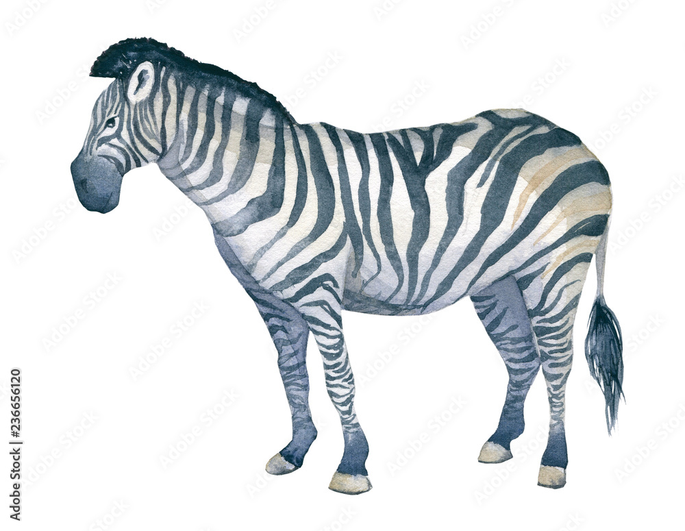 Fototapeta premium Watercolor illustration of an isolated standing zebra on a white background. Painting of an animal - African Zebra
