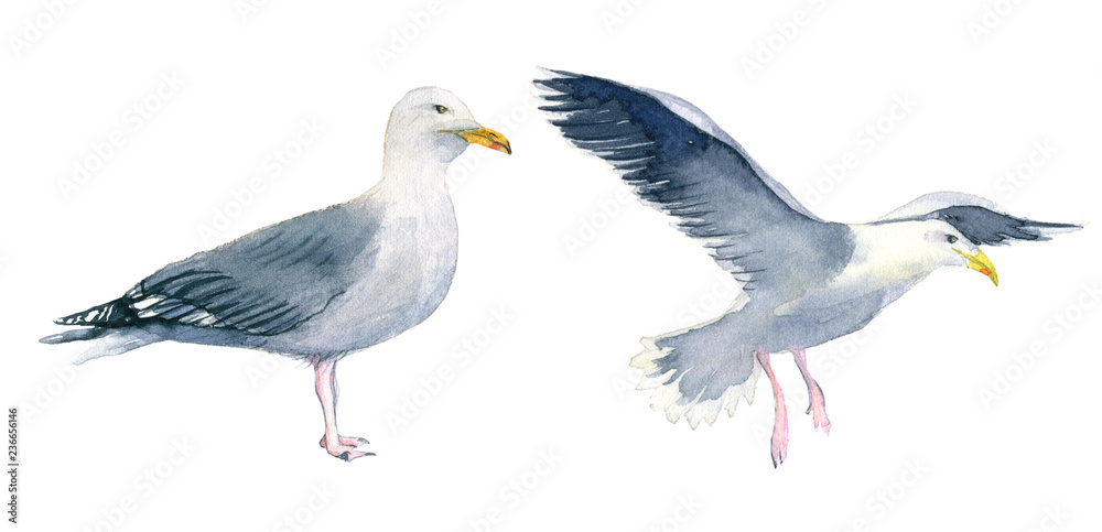Obraz premium Watercolor illustration of an isolated standing seagull and seagull with stretched wings on a white background. Painting of a sea bird - seagull set