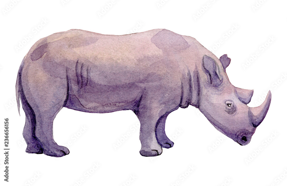 Obraz premium Watercolor illustration of a standing rhino on a white background. Painting of an endangered animal - African Rhinoceros