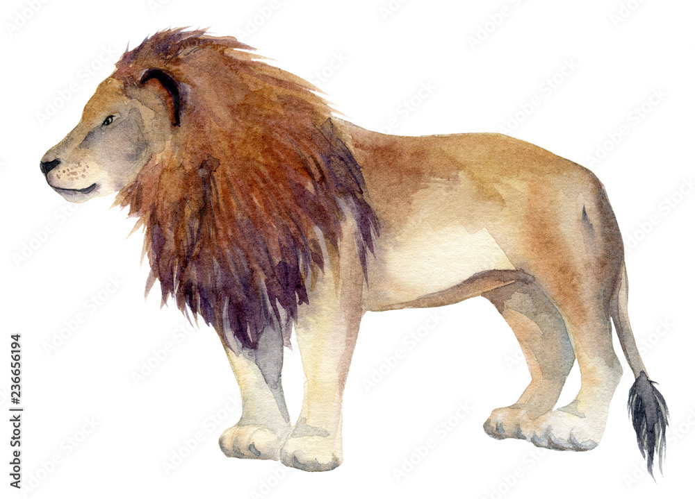 Obraz premium Watercolor illustration of an isolated standing lion on a white background. Painting of an animal - African Lion