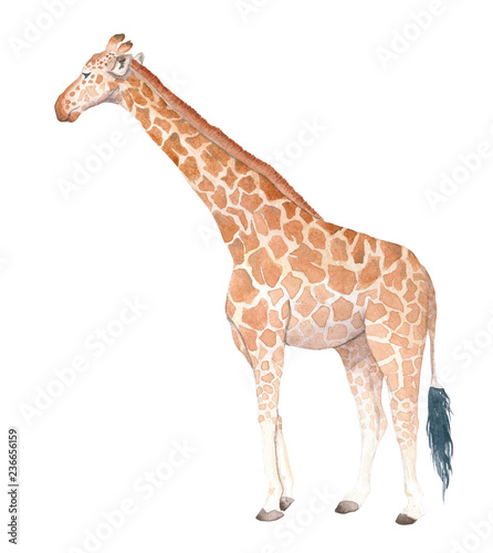 Photography Watercolor illustration of an isolated standing giraffe on a white background