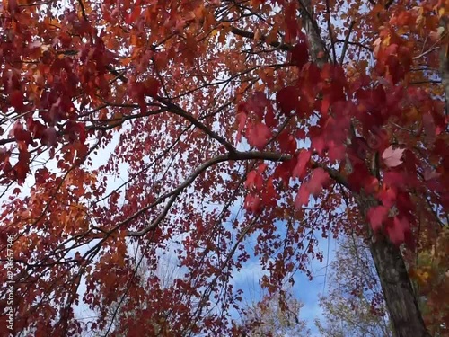 pretty fall leaves in wind