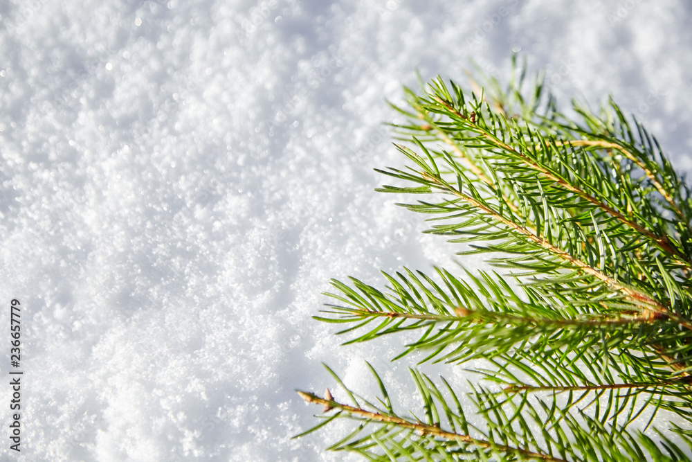Obraz premium A branch of spruce with green needles lying on the white snow. Winter background