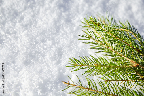 A branch of spruce with green needles lying on the white snow. Winter background