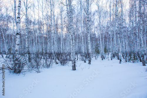 landscape with winter birch forest