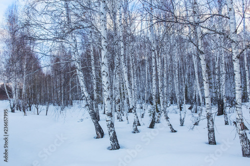 landscape with winter birch forest