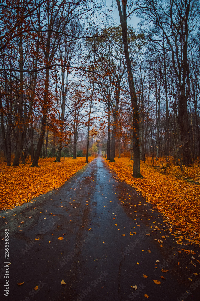 Herbst Spaziergang im Wald