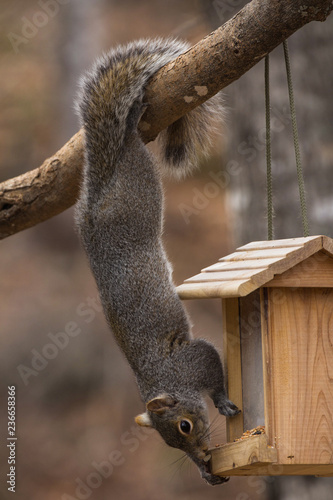 Grey squirrel, hanging by his tail, to steal food from a bird feeder.