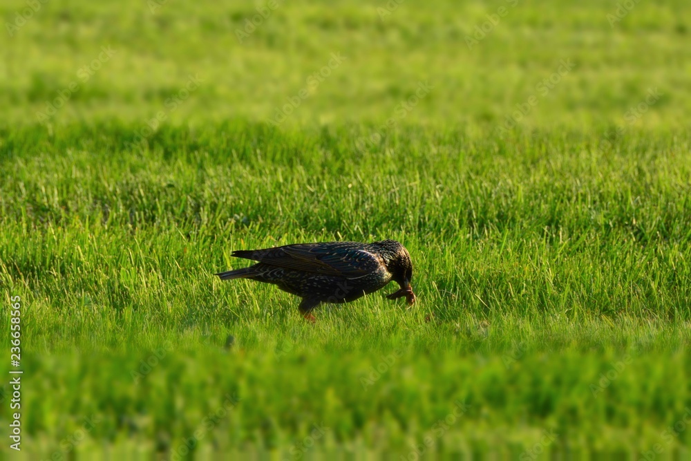 Obraz premium bird in the grass