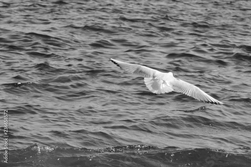 seagull in flight