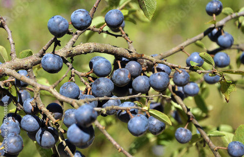 On the branch bush mature berries blackthorn