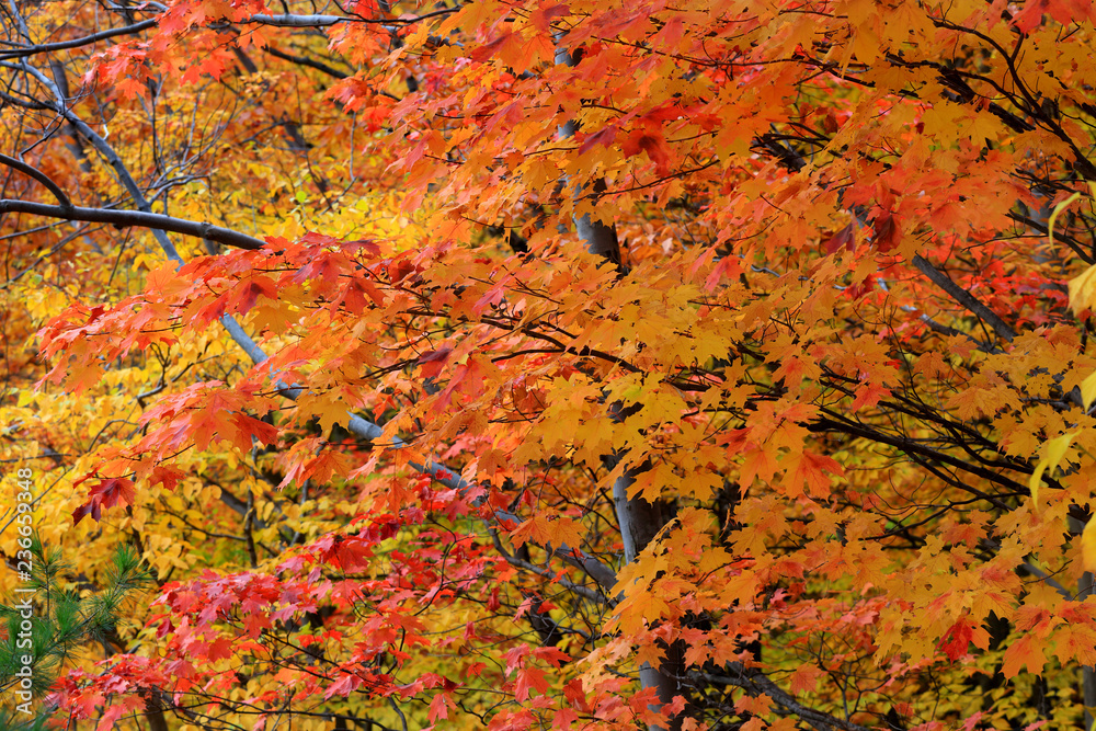 Bright orange Maple leaves against white sky Bright orange Maple leaves against white sky
