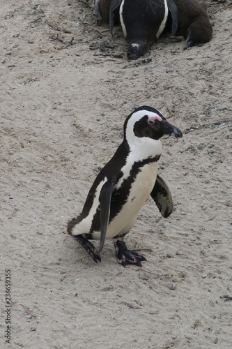 Pinguine in S  dafrika