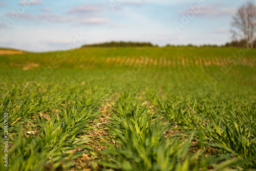 Rows of Short Green Plants for Agriculture