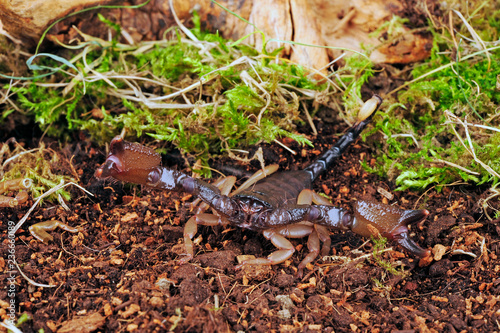 Tansania-Langscheren-Skorpion (Iomachus politus) - Tanzanian Long-Claw Scorpion photo