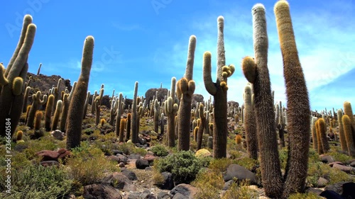 Bolivian desert cactus Plateau Eduardo Avaroa National Reserve an Extreme Arid Terrain Wilderness South America photo