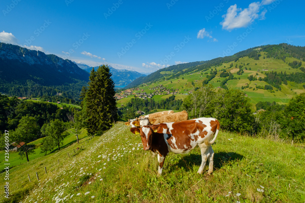 Small herd of cows graze in the Alpine meadow in Switzerland Small herd of cows graze in the Alpine meadow in Switzerland
