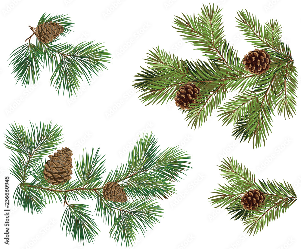 Vector collections of Christmas tree branch with pine cones - obrazy, fototapety, plakaty 