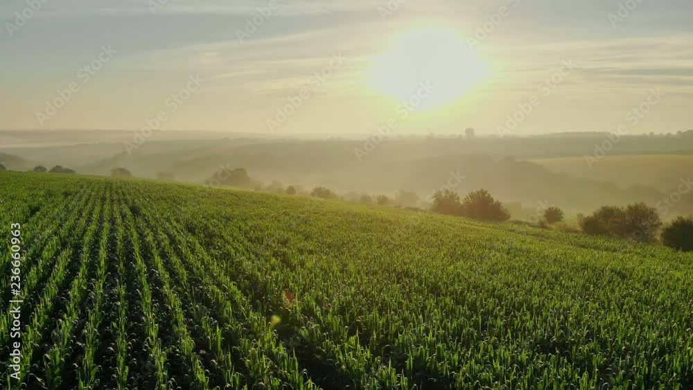 Aerial, Flight above rural countryside landscape with growing corn field with morning sunrise beautiful light. 